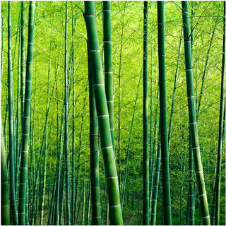 Why swap to bamboo tissues?
