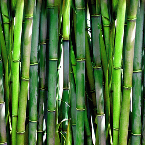 5 Reasons We Love Bamboo